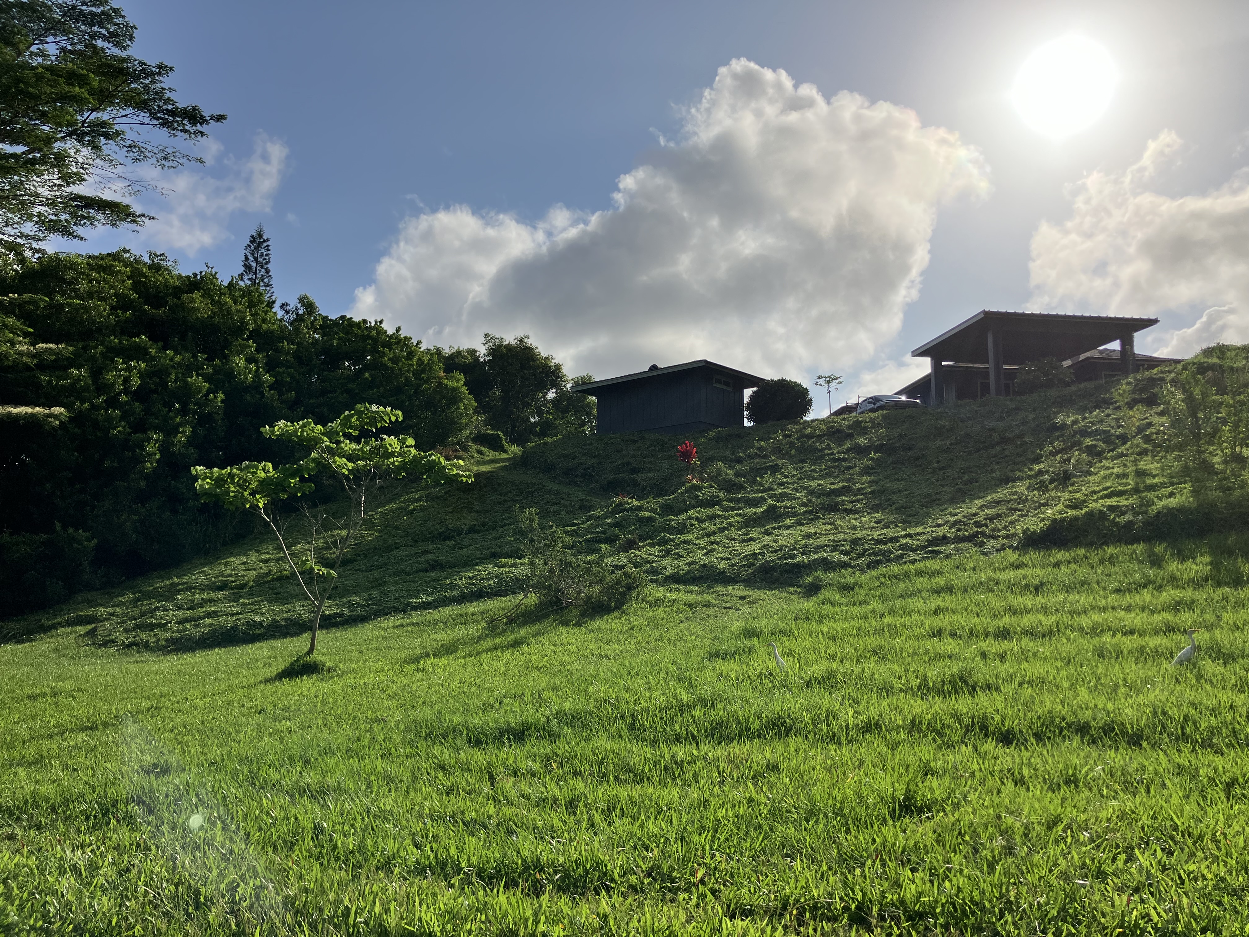 Lawnzilla Landscaping LLC Delivers Expert Hillside Hedging Clearance and Property Cleanup in Wailua Homesteads